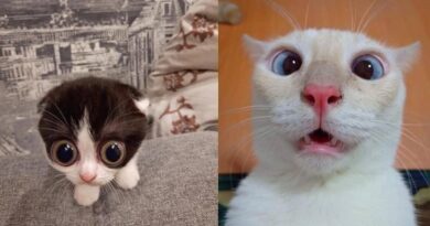 6 Potret Kucing Tampak Terkejut Ini Lucu, Bola Mata Menonjol