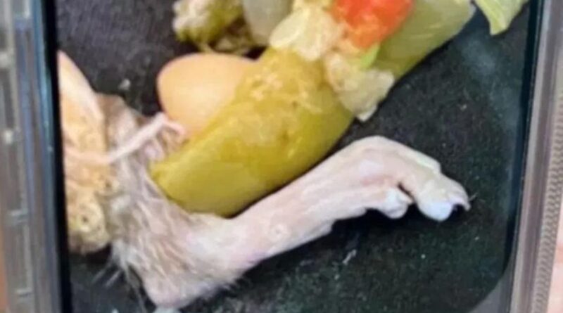 Pria Ini Menemukan Kaki Tikus Berbulu di Sup, Kuku Panjangnya Menusuk Pipi