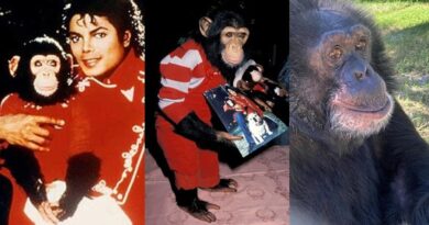 7 Potret Terbaru Bubbles, Simpanse Peliharaan Michael Jackson Kini di Penangkaran