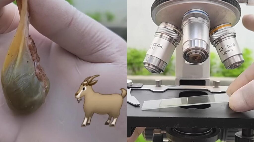 Sering dimakan mentah, beginilah penampakan empedu kambing jika dilihat dari mikroskop