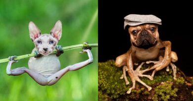6 editan foto kombinasi katak dan hewan lain yang terlihat aneh dan kocak