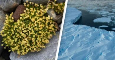 Viral, Bunga Mekar di Antartika Ini Membawa Dampak Negatif dan Pertanda Perubahan Iklim