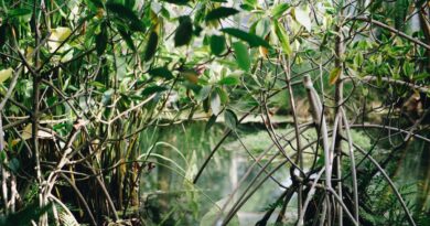 Apa Jadinya Jika Hutan Mangrove Dirusak?  Memahami Upaya Konservasi
