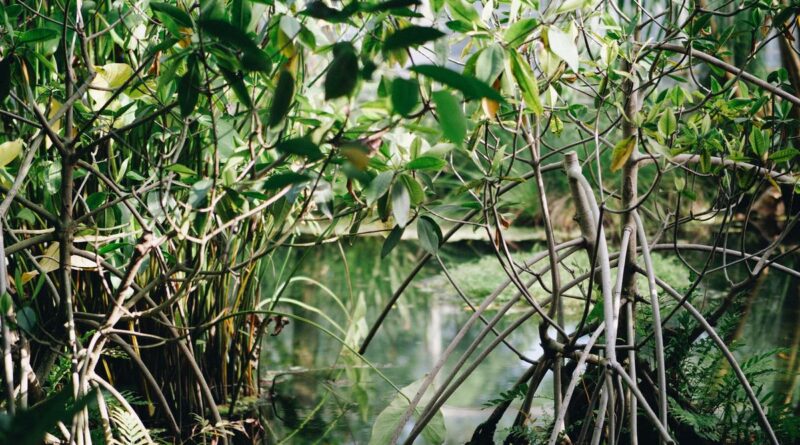 Apa Jadinya Jika Hutan Mangrove Dirusak?  Memahami Upaya Konservasi