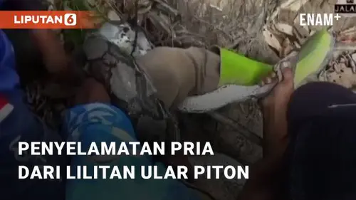 VIDEO: Viral Penyelamatan Pria Dari Lilitan Ular Piton di Kalimantan Selatan!