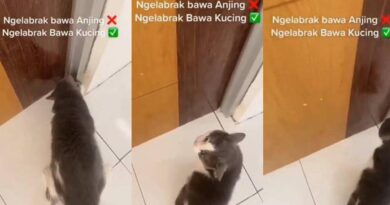 Momen viral saat netizen memukul seseorang dengan kucing memang kocak, mereka pun ikut berteriak