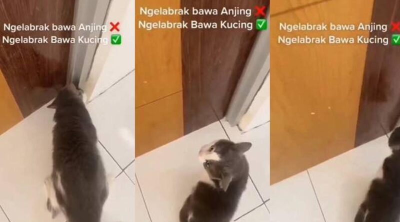 Momen viral saat netizen memukul seseorang dengan kucing memang kocak, mereka pun ikut berteriak
