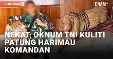 VIDEO: Nekat, Oknum TNI Kuliti Patung Harimau Milik Komandan