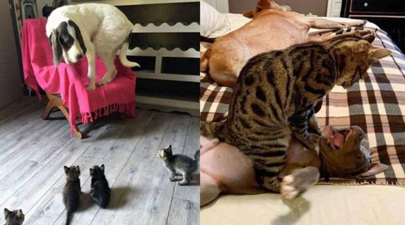 7 Potret Lucu Kucing Berkelahi dengan Anjing.  Ini Lucu