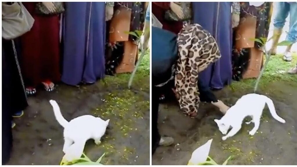 Pemiliknya meninggal, aksi kucing mengais-ngais di kuburan ini bikin sedih