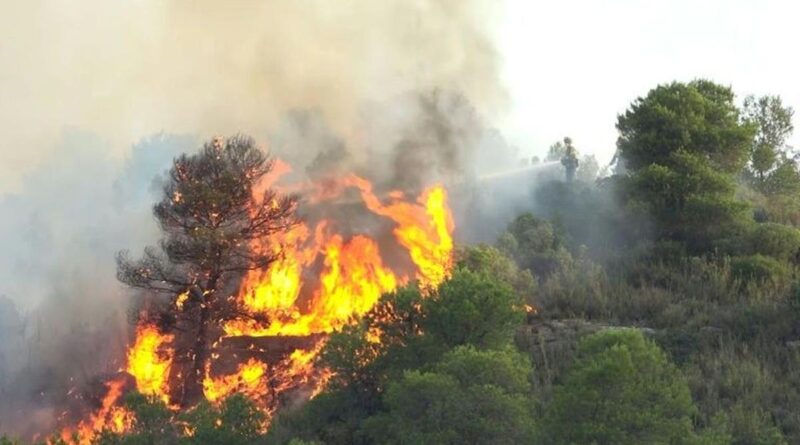 8 Penyebab Kebakaran Hutan, Dipengaruhi Aktivitas Manusia dan Alam