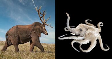 6 editan foto gajah dipadukan dengan hewan lain ini tampil unik