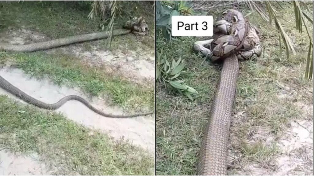 Viral Pertarungan Ular King Cobra Raksasa dengan Piton di Taman, Bikin Merinding