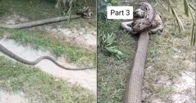 Viral Pertarungan Ular King Cobra Raksasa dengan Piton di Taman, Bikin Merinding