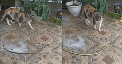 Video Viral Reaksi Kucing yang Bingung Melihat Ular Berguling-guling, Bikin Pusing