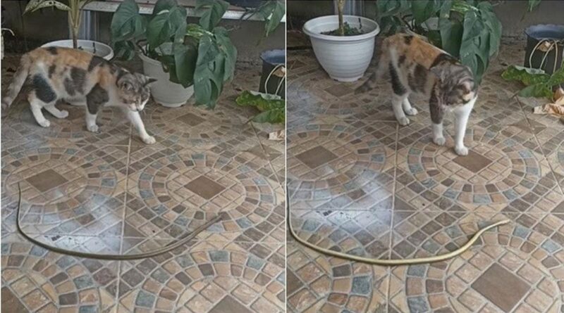 Video Viral Reaksi Kucing yang Bingung Melihat Ular Berguling-guling, Bikin Pusing