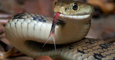 Alasan ular banyak dijadikan simbol dalam dunia kesehatan berasal dari mitologi kuno
