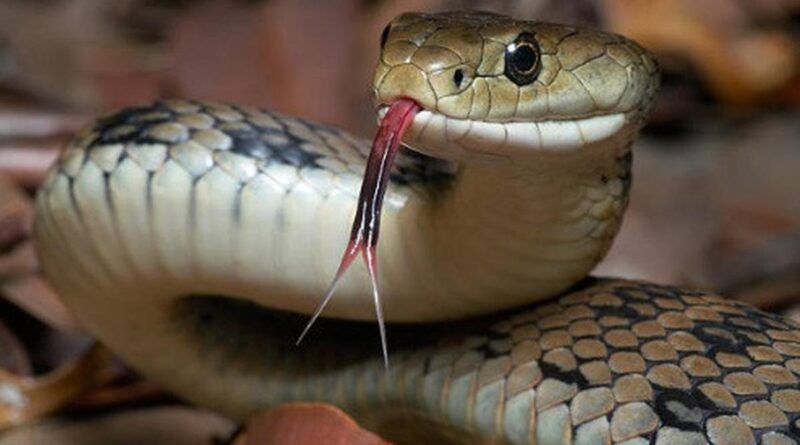 Alasan ular banyak dijadikan simbol dalam dunia kesehatan berasal dari mitologi kuno