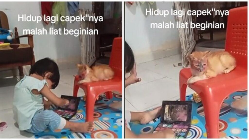 Momen Kucing Didandani Anak Kecil Ini Bikin Gembira, Pasrah Banget