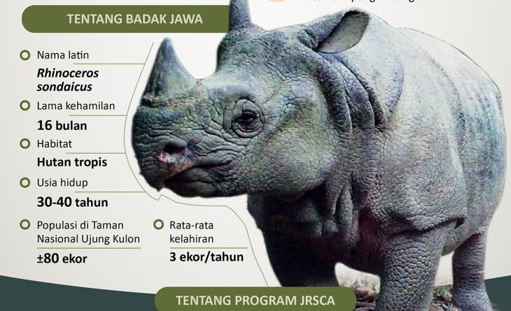 Melestarikan populasi Badak Jawa - Infografik ANTARA News