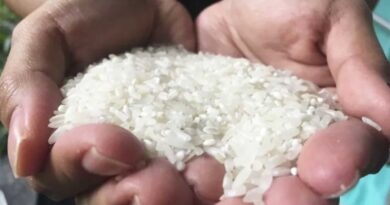 Ekonom: Risiko inflasi beras ke depan masih relatif tinggi 