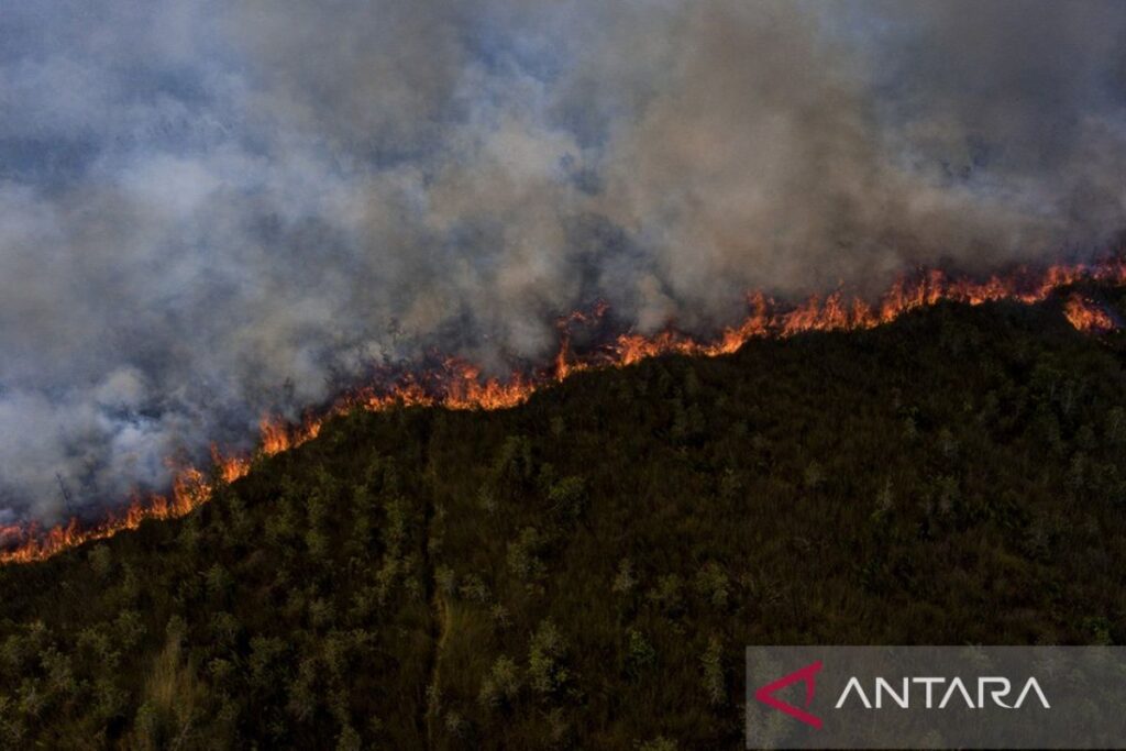 Lahan gambut Pedamaran terbakar - ANTARA News