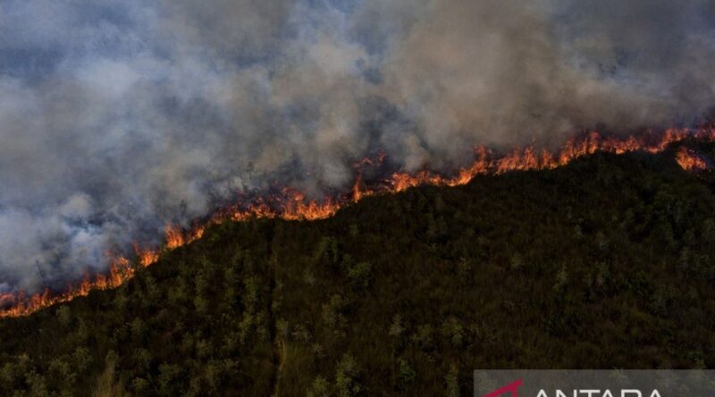Lahan gambut Pedamaran terbakar - ANTARA News
