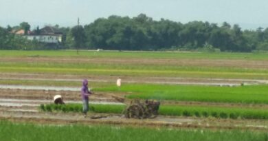 Petani di Kudus mulai tanam padi menyusul adanya suplai air dari waduk