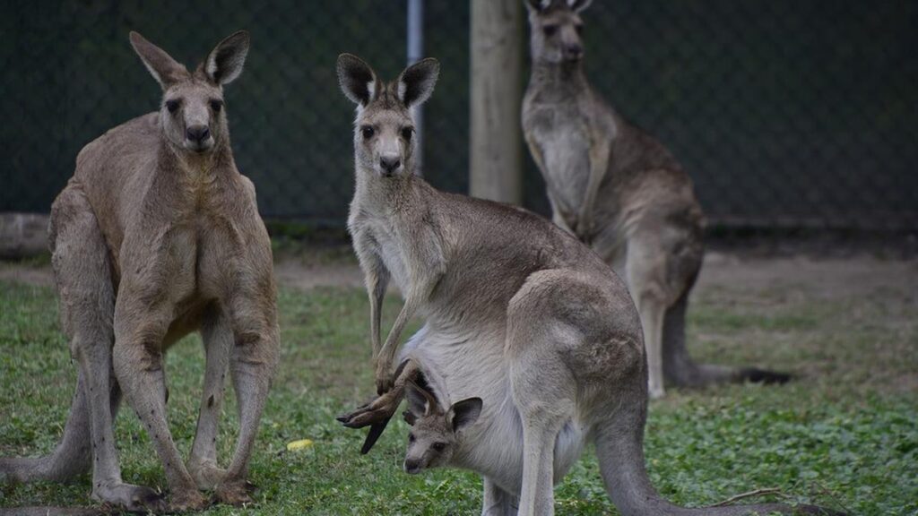 Mengapa benua Australia memiliki banyak sekali flora dan fauna yang unik?  Ada 2 faktor