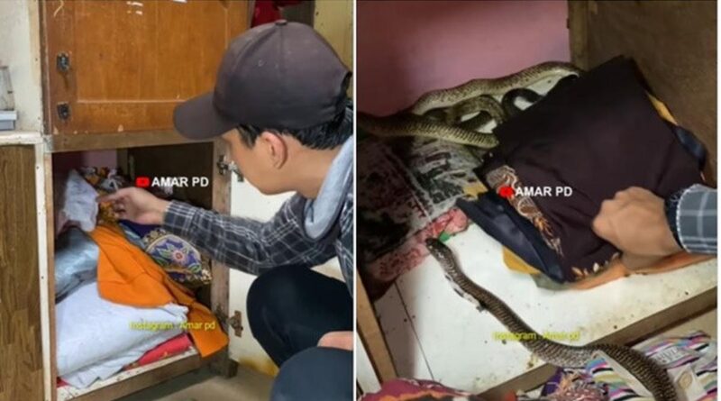 3 Ular Kobra Ditemukan Berkembangbiak di Lemari Pakaian, Diteror Kebisingan