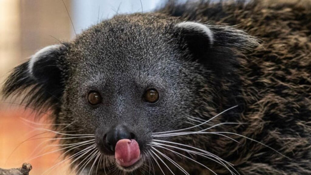 Mengenal Binturong, hewan langka yang disebut gabungan beruang dan kucing