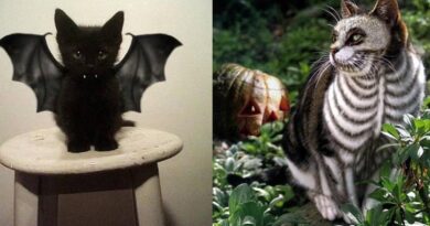 8 Potret Lucu Kucing Merayakan Halloween, Bisa Terlihat Menakutkan