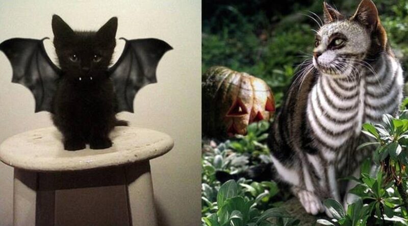 8 Potret Lucu Kucing Merayakan Halloween, Bisa Terlihat Menakutkan
