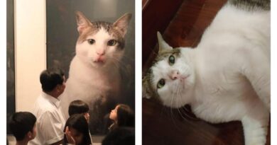 7 Potret Menggemaskan Kucing Prabowo Subianto, Bobby, Mika, Miki dan Miko