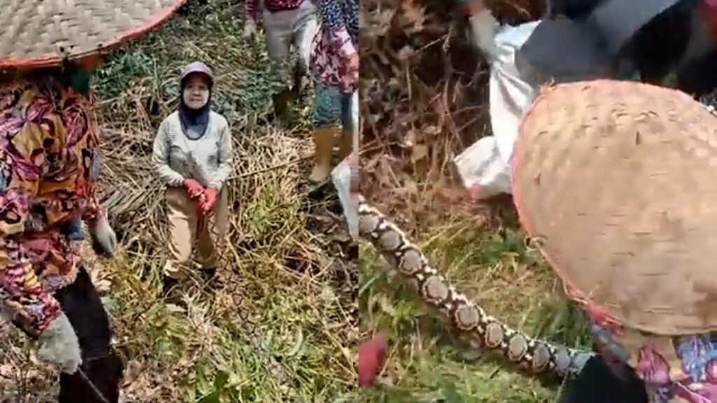 Viral: Sekelompok ibu-ibu menangkap ular piton, ekspresi hebohnya mencuri perhatian