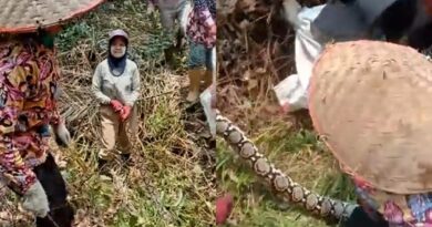 Viral: Sekelompok ibu-ibu menangkap ular piton, ekspresi hebohnya mencuri perhatian