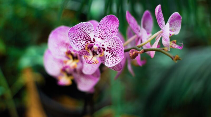 9 Jenis Anggrek dengan Bunga Cantik yang Banyak Tumbuh di Indonesia