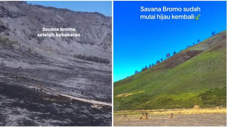 6 Potret Savana Bromo Menghijau Usai Terbakar, Pemandangan yang Bakal Dirindukan