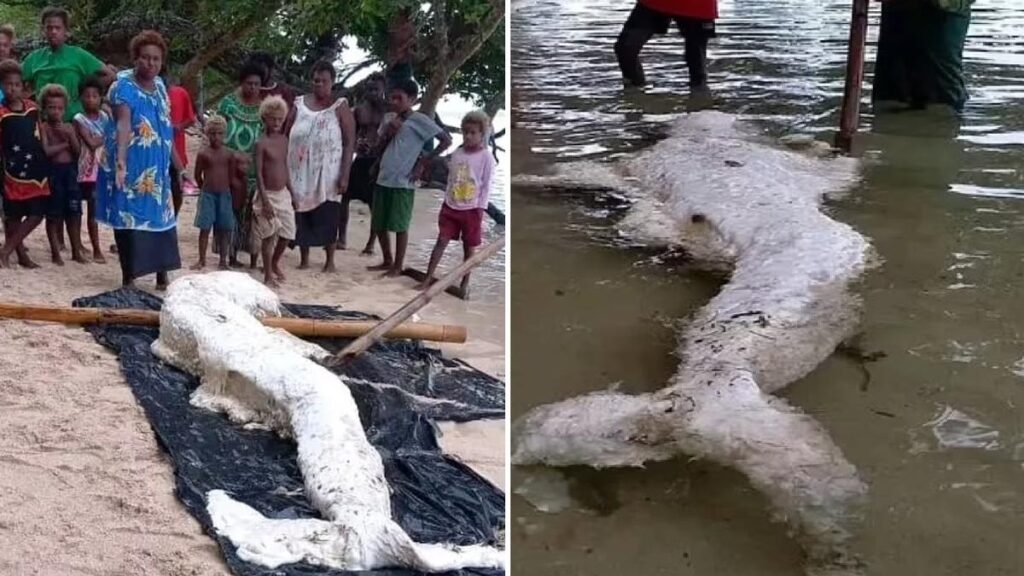 Viral Penemuan Makhluk Mirip Putri Duyung di Papua Nugini, Begini Penampakannya