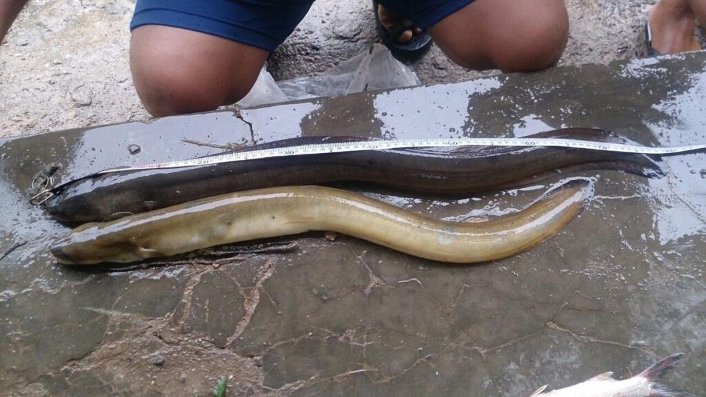 8 Manfaat Ikan Belut untuk Kesehatan, Penuh Kandungan Nutrisi