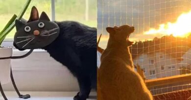 6 Momen Kebetulan Saat Kucing Tertangkap Kamera Ini Menciptakan Ilusi Optik