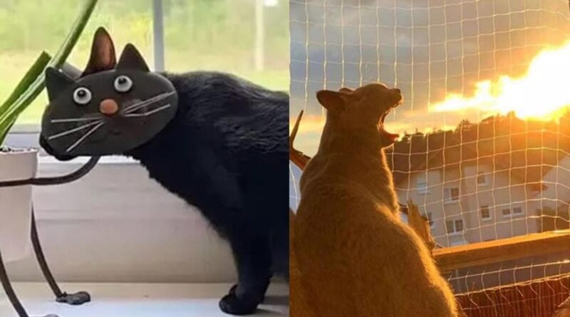 6 Momen Kebetulan Saat Kucing Tertangkap Kamera Ini Menciptakan Ilusi Optik