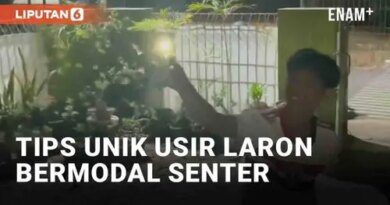 VIDEO: Tips Unik Pemuda Usir Laron Hanya Bermodal Senter
