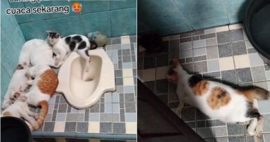 6 Potret Kucing Mengendap-endap di Toilet Akibat Cuaca Panas, Santai Berbaring