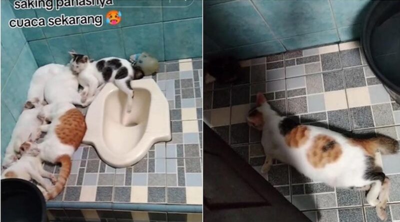 6 Potret Kucing Mengendap-endap di Toilet Akibat Cuaca Panas, Santai Berbaring