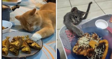 8 Potret Kucing Saat Ketahuan Mencuri Makanan Ini Bikin Kesal dan Gembira