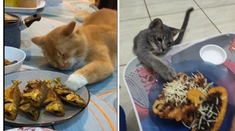 8 Potret Kucing Saat Ketahuan Mencuri Makanan Ini Bikin Kesal dan Gembira