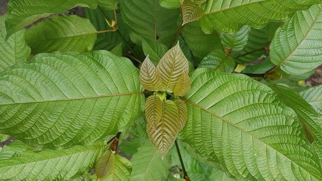 Manfaat Daun Kratom dan Efek Sampingnya Bagi Kesehatan