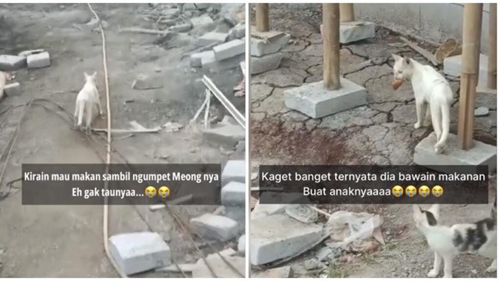 Viral kucing mengantarkan makanan ke anaknya bikin emosi, hewan juga punya sisi keibuan