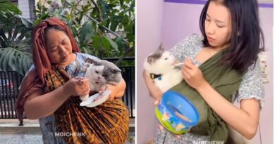 6 Potret Kucing Makan dan Diberi Makan Seperti Manusia Ini Lucu, Manja Banget